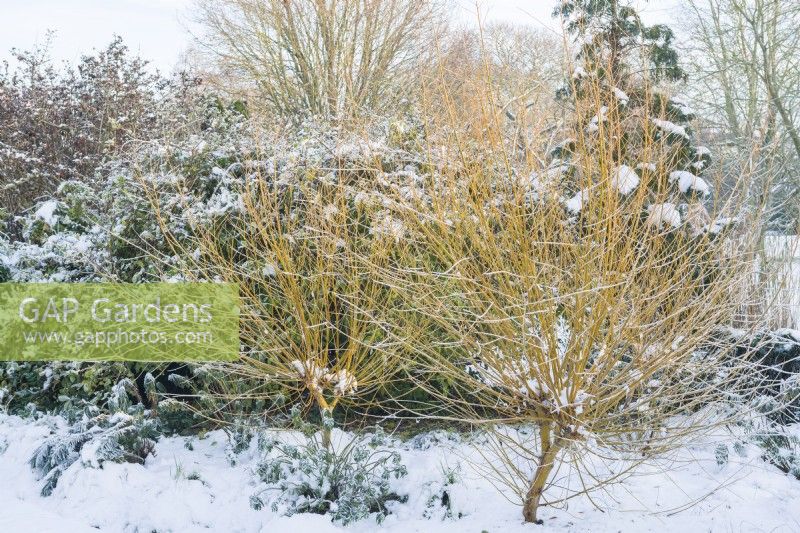 Salix alba 'Golden Ness'. Young pollarded shrubs with snow in winter. December