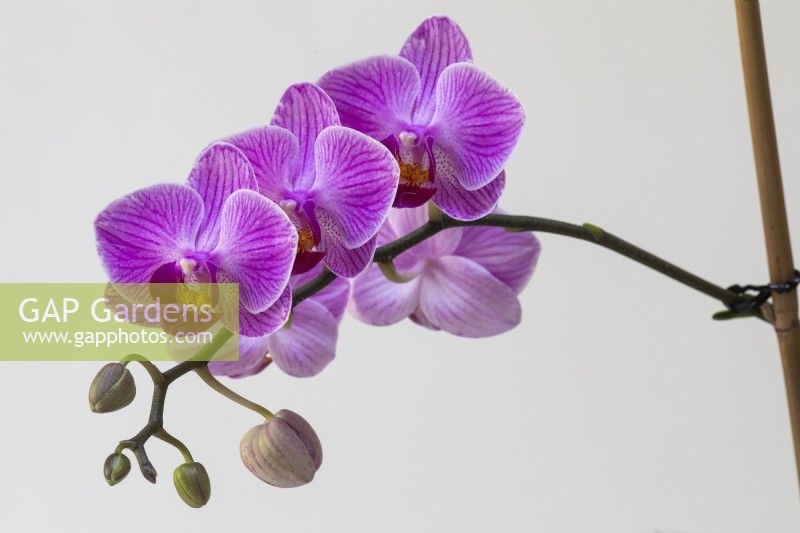 Phalaenopsis Moth orchid