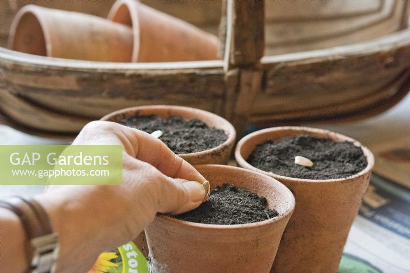 Gardener sowing sunflower seeds in terracotta pots