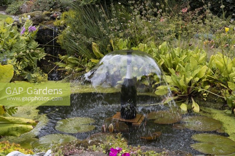 A 'champagne fountain', made from a champagne bottle in the middle of a small pond. Pink Diarama, Angel's fishing rods, flowers hang to the left and water lily leaves are in the pond. Harbour Lights, Devon NGS garden. July. 