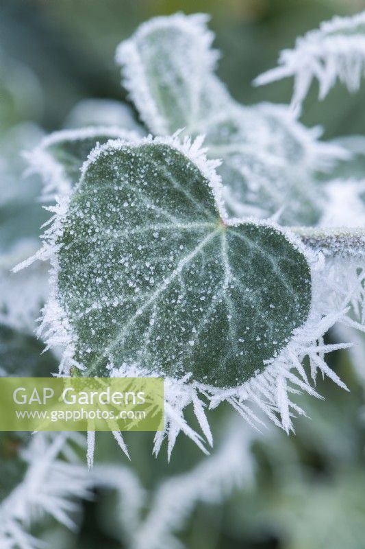 Tufts of needle-shaped rime ice crystals formed on dark green ivy leaves. January.
