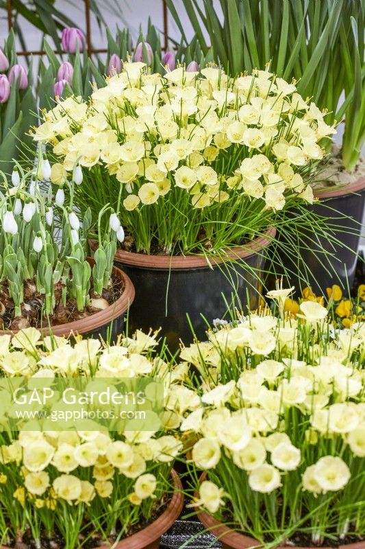 Narcissus bulbocodium in pot, spring March