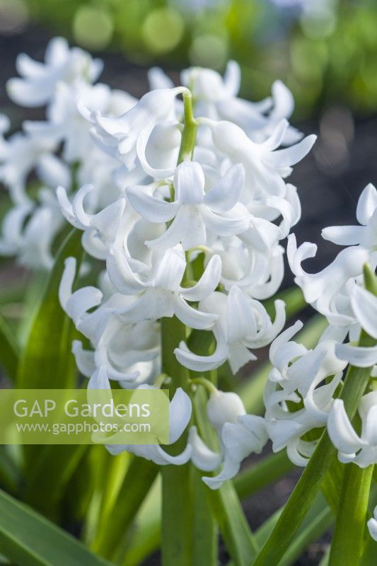 Hyacinthus orientalis 'Arentine Arensden'. Closeup of a heritage hyacinth variety dating from 1875. March