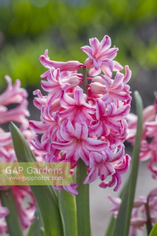 Hyacinthus orientalis 'Gertrude'. Closeup of a heritage hyacinth variety dating from 1850. March