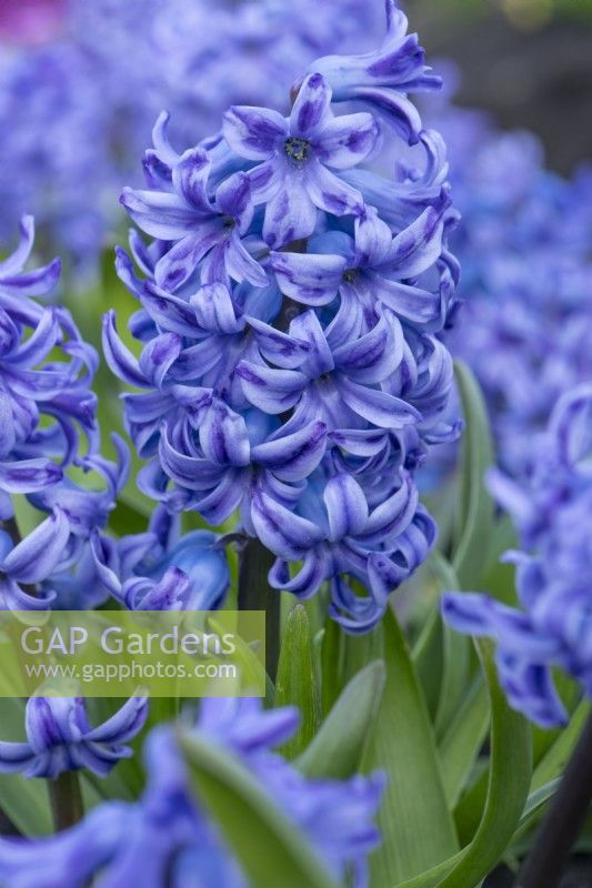 Hyacinthus orientalis 'Blue Diamond'. Closeup of a heritage hyacinth 
variety dating from 1920. March
