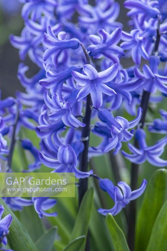 Hyacinthus orientalis 'Doctor Stresemann'. Closeup of a heritage hyacinth variety dating from 1930. March