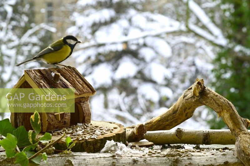 Parus major - Great Tit perched on wooden small house on balcony in winter. View from balcony onto the garden.

