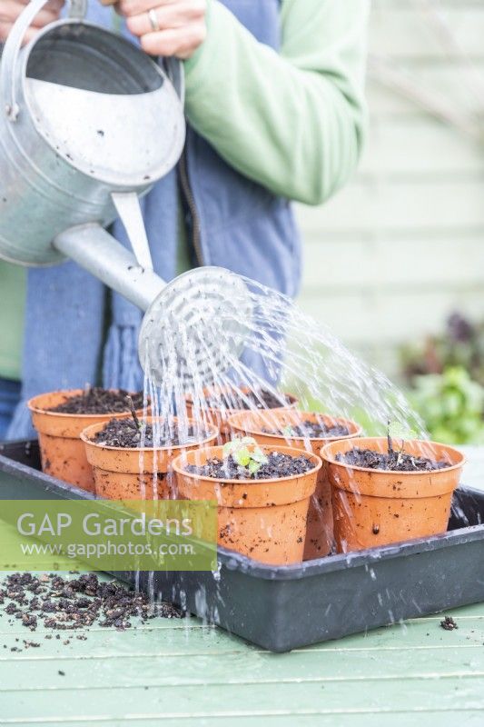 Woman watering rooted Nepeta cuttings