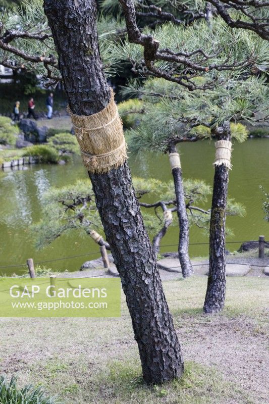 Straw bands known as Komomaki or Waramaki attached to the trunk of pine tree to prevent larvae of pine moth climbing up into the trees.