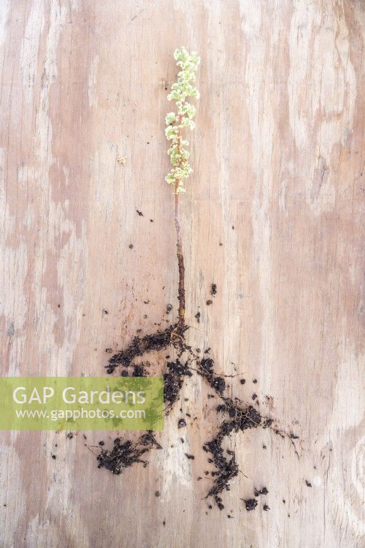 Pelargonium crispum variegatum cutting on wooden board with roots exposed