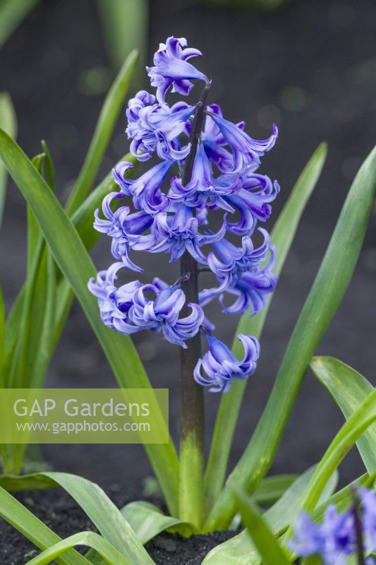 Hyacinthus orientalis 'Dreadnought'. Closeup of heritage double flowered hyacinth dating from before 1900. April.