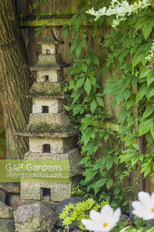 Home-made five tiered pagoda garden ornament made in cast concrete sections and placed in shady position next to fence clothed with Parthenocissus quinquefolia - Virginia creeper. July.