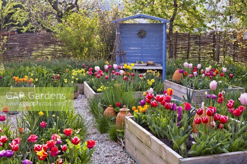 Raised beds with tulips and small blue painted gazebo in the background.