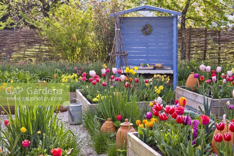 Raised beds with tulips and small blue painted gazebo in the background.