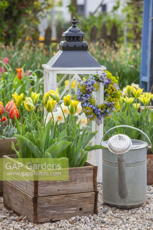 Spring display with tulips and daffodils in wooden containers, watering can and wreath made of Myosotis and Euphorbia hanging from small greenhouse.