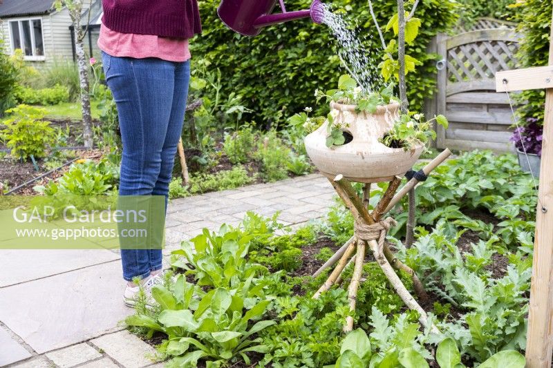 Woman watering Fragaria vesca - Alpine Strawberries in strawberry planter atop a stand made of birch sticks
