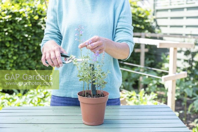 Woman cutting flowers off of Nepeta cuttings
