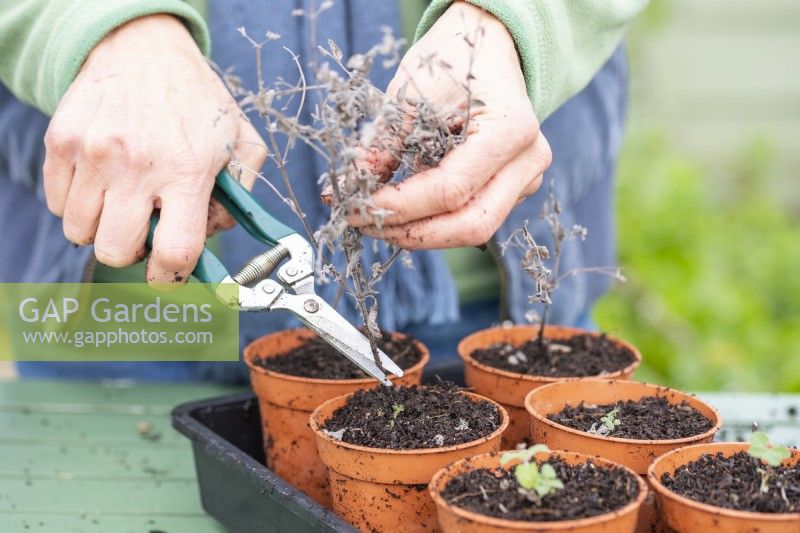 Woman cutting the stems of the Nepeta cuttings to promote increased growth