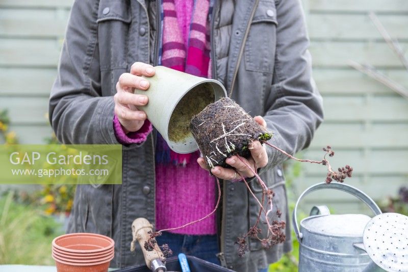 Woman removing Sedum cuttings from pot - exposing the roots