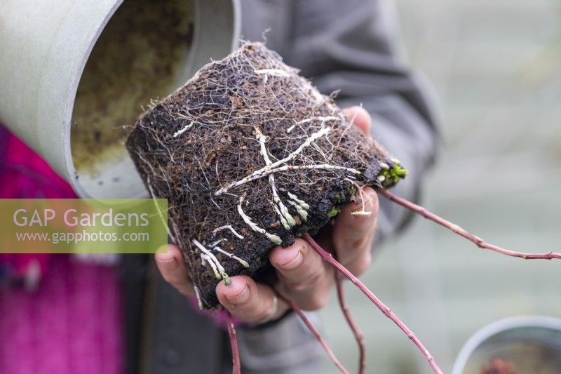 Woman removing Sedum cuttings from pot - exposing the roots