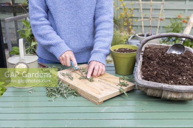 Woman removing side shoots from the Rosemary cuttings