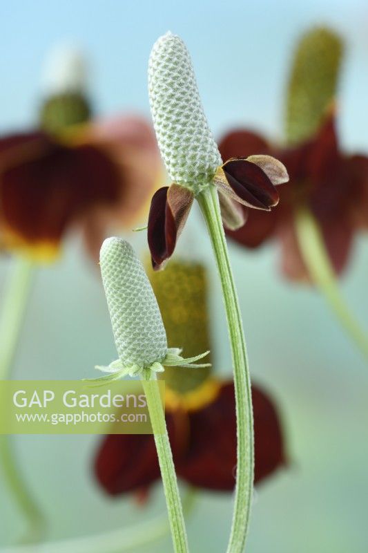 Ratibida columnifera f. pulcherrima  'Red Midget'  Mexican Hat  Prairie coneflower  Flower buds  August