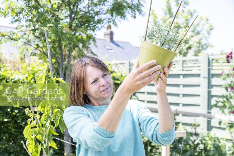 Woman checking underside of Rosemary pot for roots