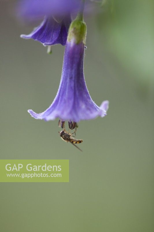 Iochroma australis flower with hoverfly - mini angel's trumpet - June