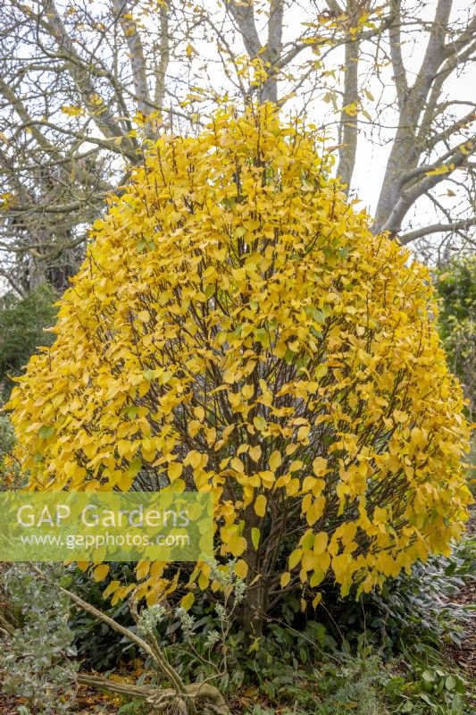 Carpinus betulus 'Columnaris Nana' AGM - Hornbeam -  in autumn colour