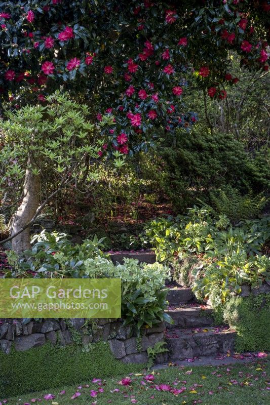 Camellia japonica 'Lady Vansittart Red' above path leading in to woodland garden
