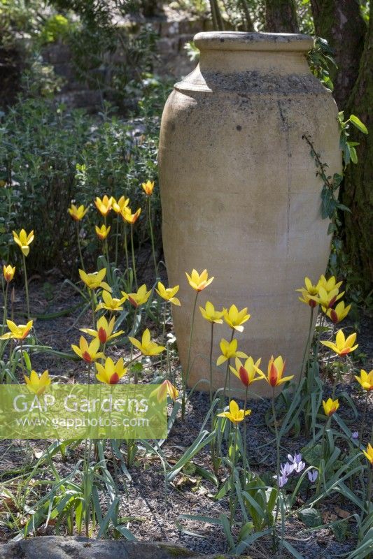 Tulipa clusiana var. chrysantha 'Tubergen's Gem'