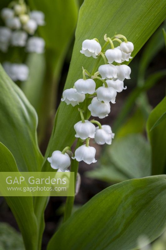 Convallaria majalis, Lily of the valley
