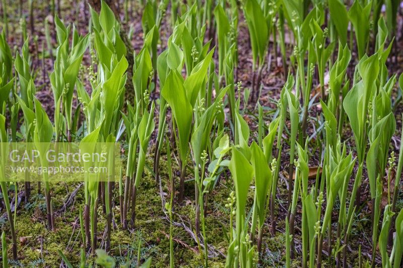 Emerging foliage of Convallaria majalis, Lily of the Valley