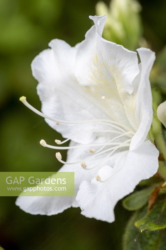 White Azalea blossom