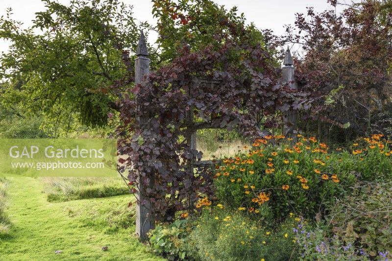 Timber screen with Vitis vinifera 'Purpurea' at Parham House Garden in September
