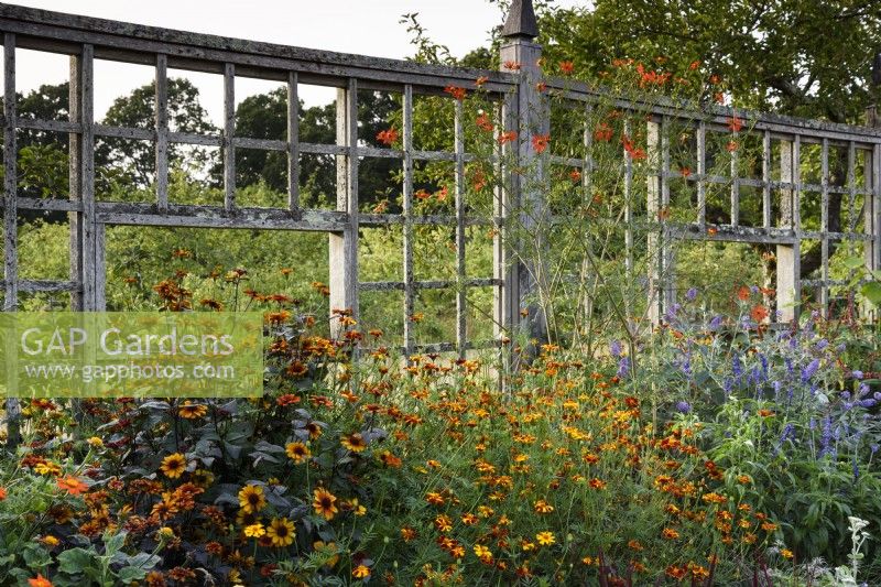 Timber screen at the back of a border planted with late season perennials including heliopsis and tagetes at Parham House Garden in September