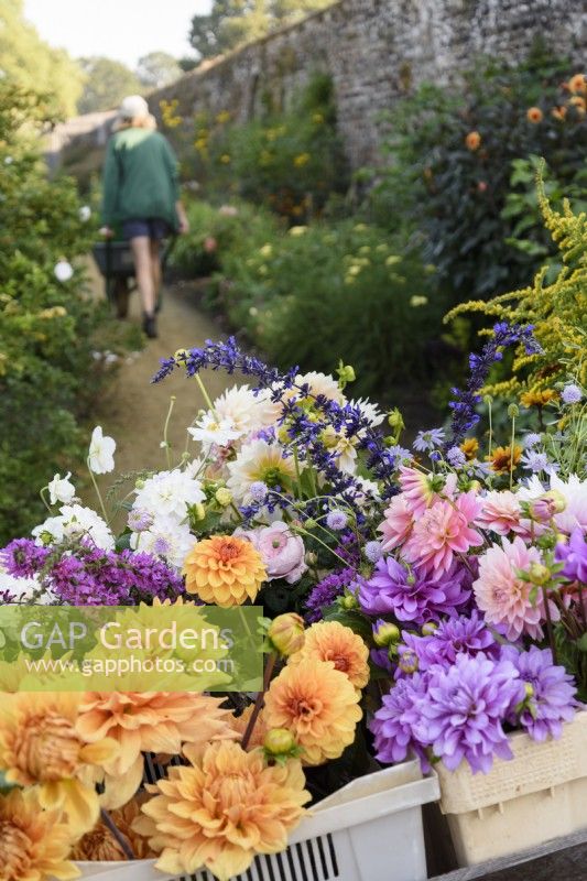 Trolley of cut flowers in the walled garden at Parham House, West Sussex in September