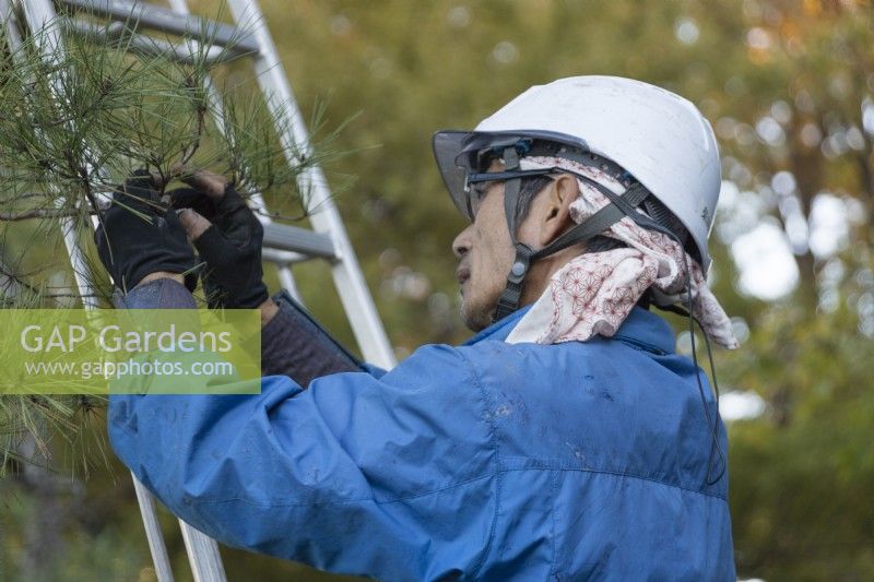 Gardener on ladder wearing protective gear doing detailed pruning of pine tree. 