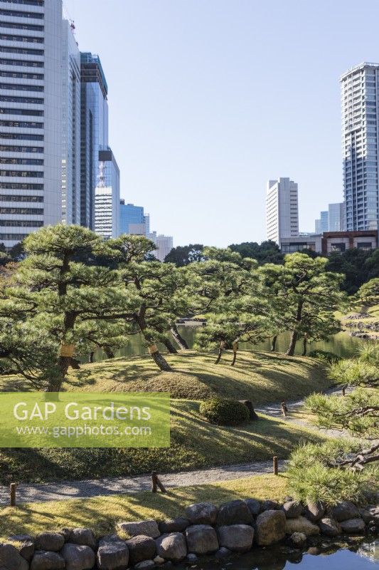 View over the garden with Japanese pine trees and buildings of city beyond. 