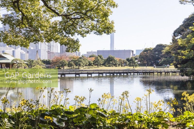 View across lake to bridge with city buildings in background and Farfugium japonicum - Leopard Plant in foreground. 