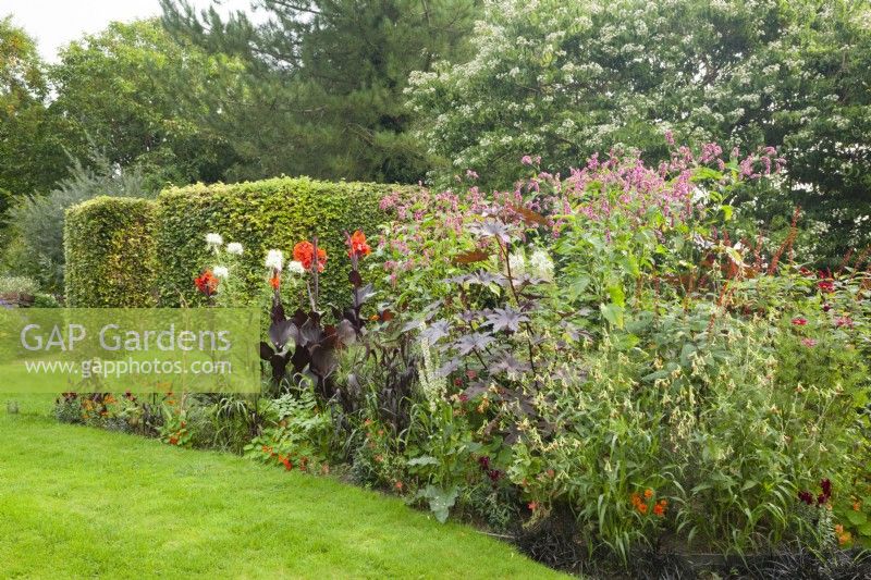 Herbaceous border of mostly annuals. Ricinus communis 'New Zealand Black', Canna 'Tropicanna Black' and Persicaria orientalis