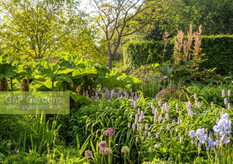 Gravel garden with mixed planting flower beds with Bistorta officinalis - Cirsium rivulare 'Atropurpureum', Gunnera manicata - Brazilian Giant rhubarb, Irises and Alliums