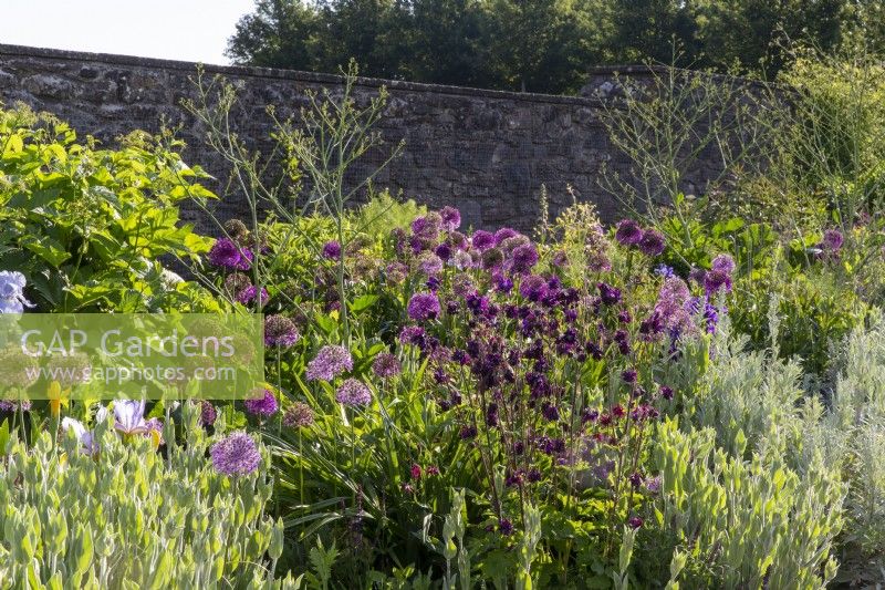 View over the long border with a stone wall - mixed planting flower beds with Alliums, Aquilegia and Stachys byzantina