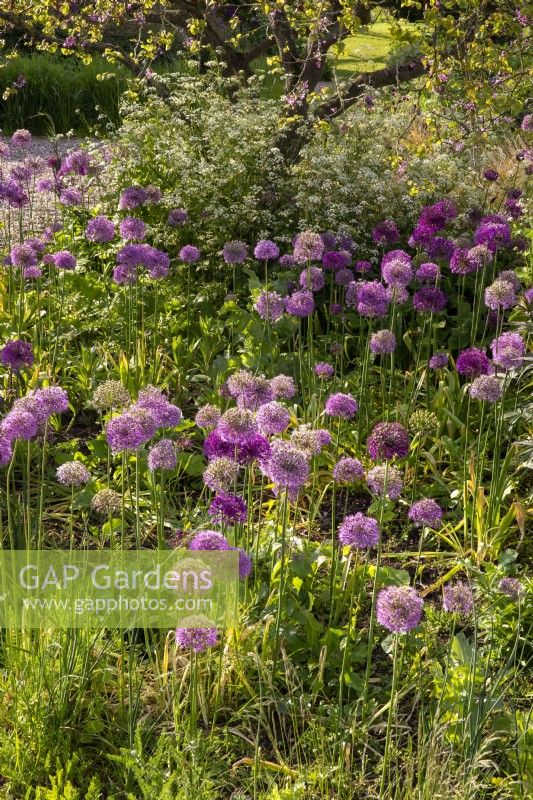 Gravel Garden - various varieties of Alliums with Anthriscus sylvestris - cow parsley 