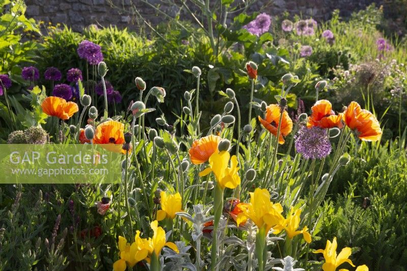 Yellow Iris, Papaver orientale and Alliums growing in a raised bed in a flowerbed border