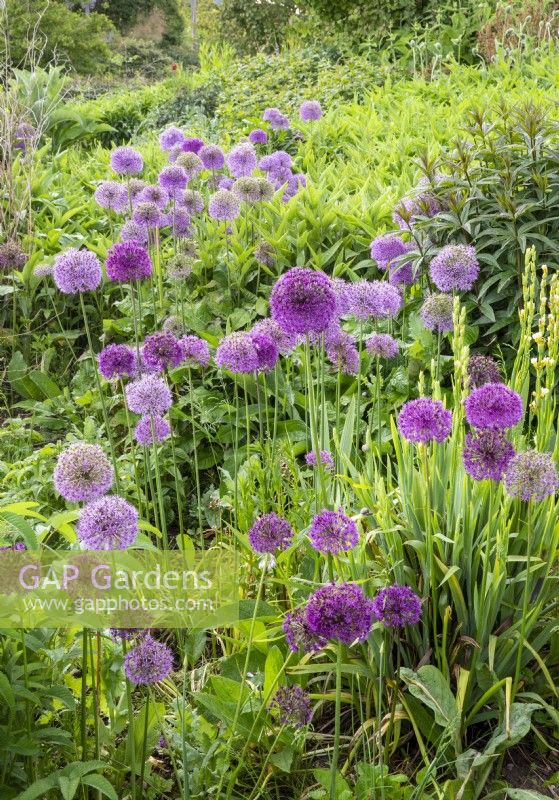 Alliums growing in a flower border