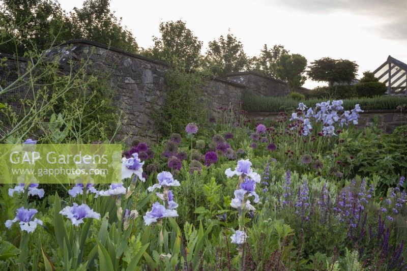 Sunrise view over the long border with mixed planting border of Irises, Alliums and Salvias