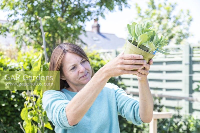 Woman checking underside of pot for roots
