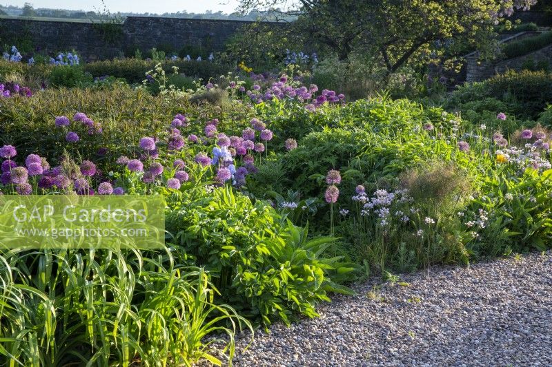 Alliums growing in the flower borders beside a gravel path