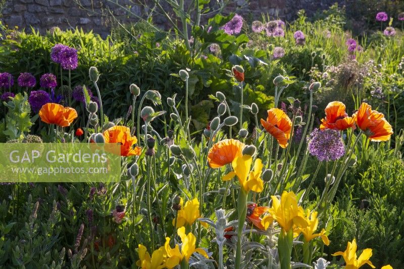 Papaver orientale and Alliums growing in a raised bed in a flowerbed border